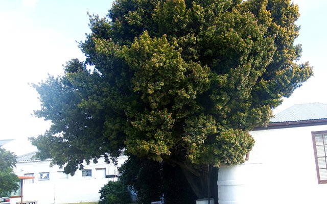 Wyle Enna de Lange se “gedoemde” geelhoutboom wat sy in 1972 vanaf Oos-Londen gebring het en hier geplant het